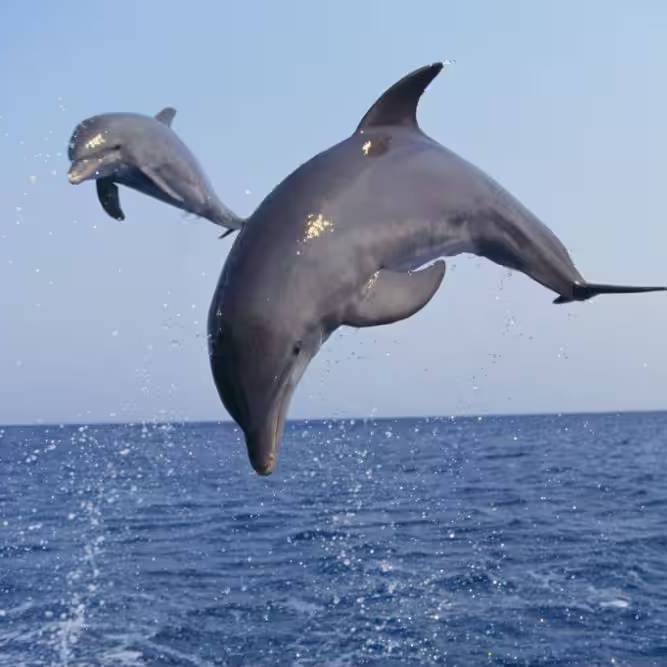 dolphin-watching