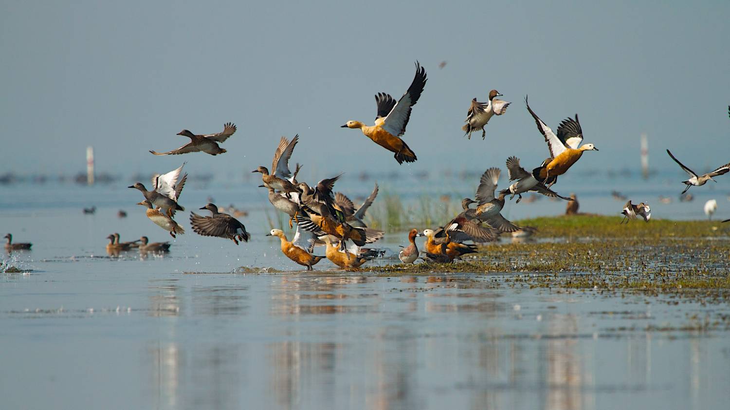 slider-chilika-6
