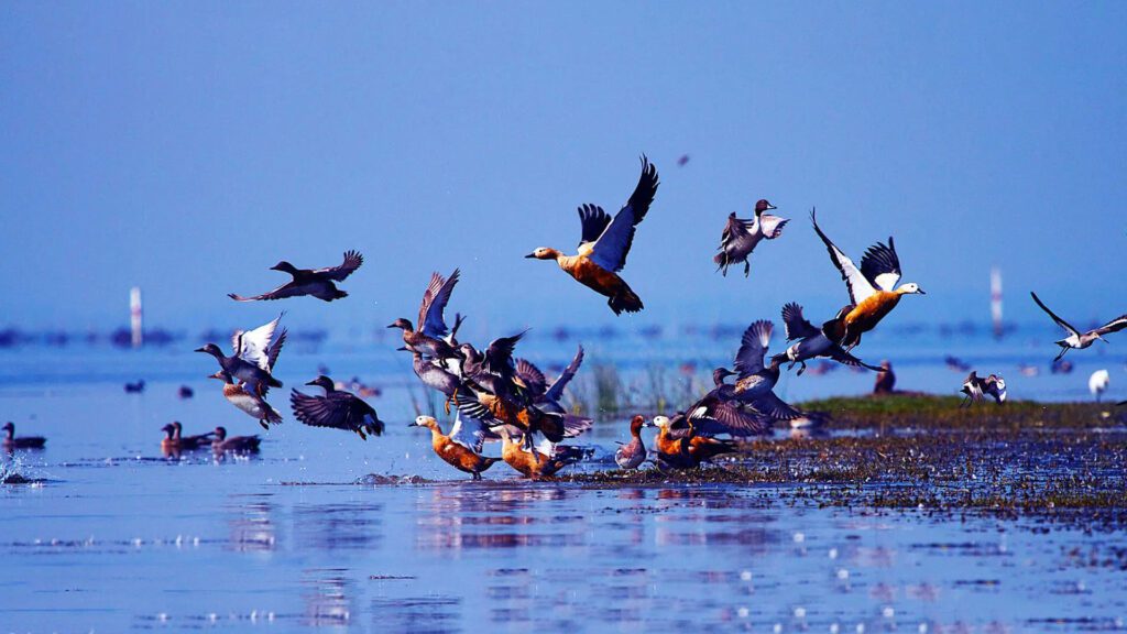 Chilika Birds